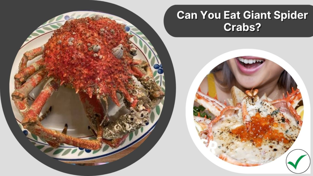 Can You Eat Giant Spider Crabs?