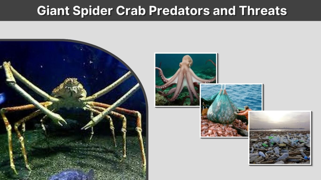 Giant Spider Crab Predators and Threats