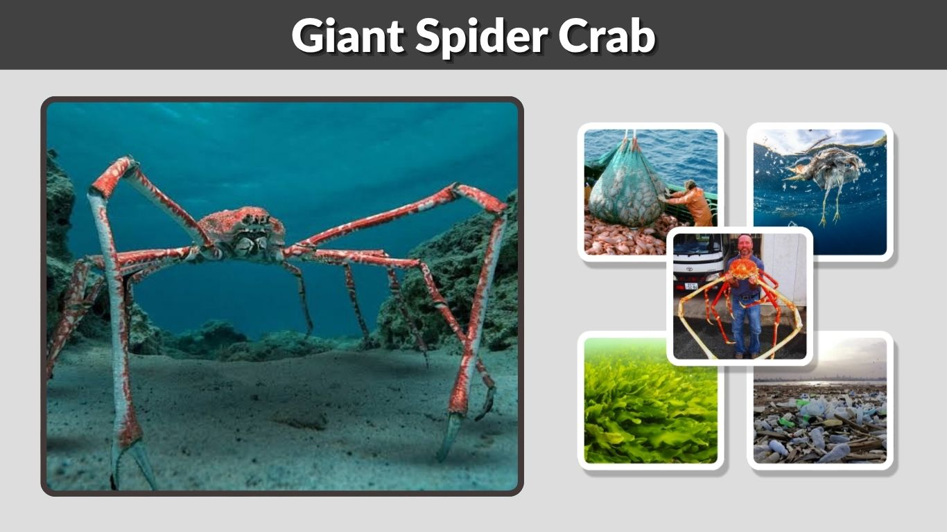 Giant Spider Crab: Size, Habitat, Diet and Facts