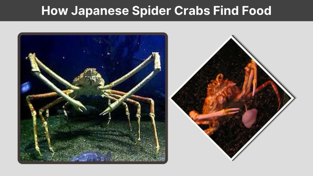 How Japanese Spider Crabs Find Food