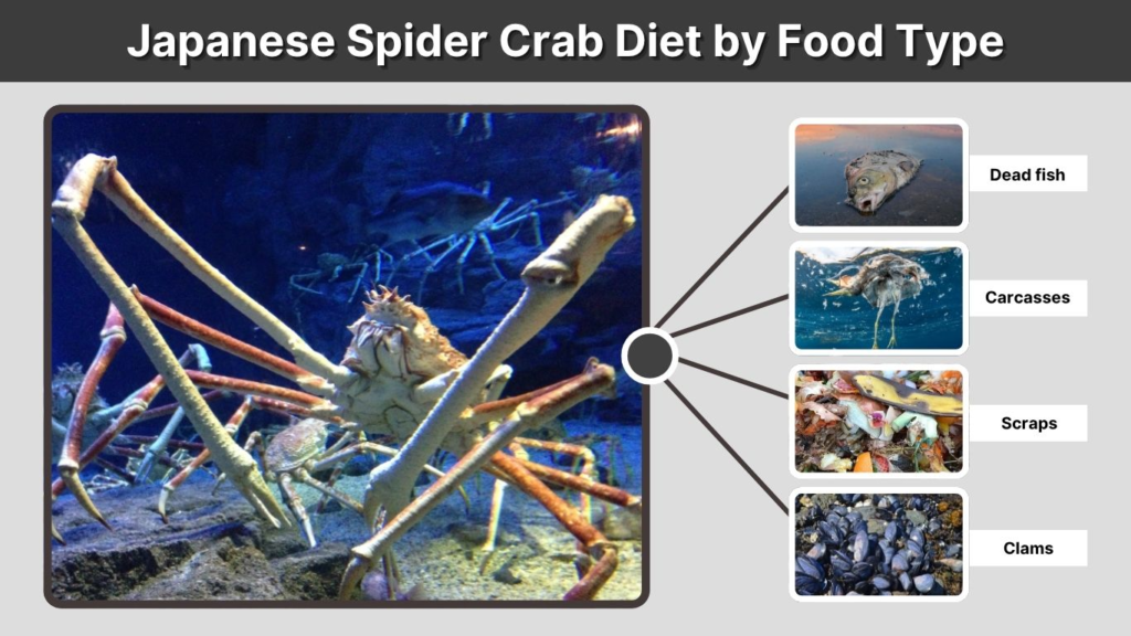 Japanese Spider Crab Diet by Food Type