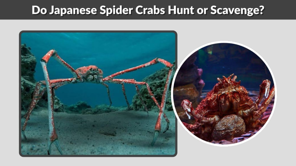 Do Japanese Spider Crabs Hunt or Scavenge?