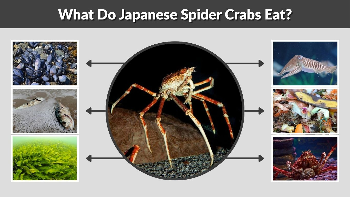 What Do Japanese Spider Crabs Eat? Diet and Feeding Facts