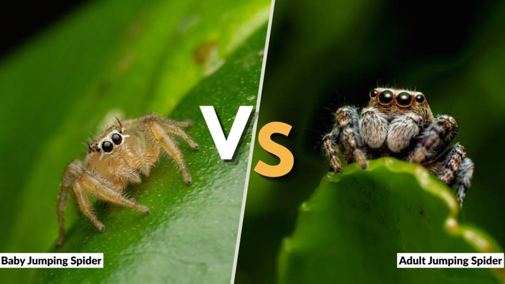 Baby Jumping Spider vs Adult Jumping Spider