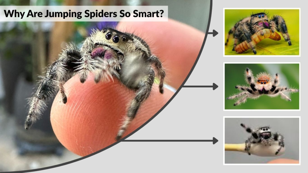Why Are Jumping Spiders So Smart?
