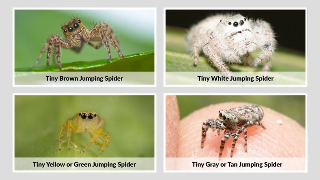 Tiny Brown, White, Yellow, Gray, or Green Jumping Spiders