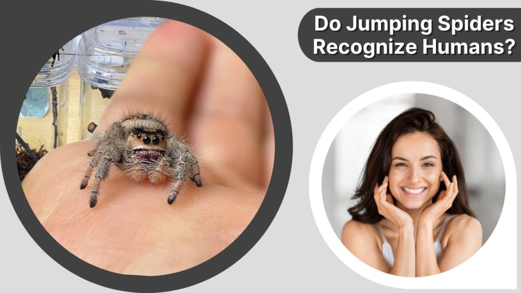 Do Jumping Spiders Recognize Humans?