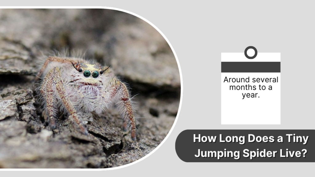 How Long Does a Tiny Jumping Spider Live?
