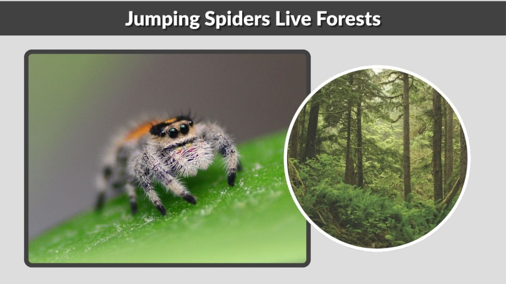 Jumping Spiders Live Forests