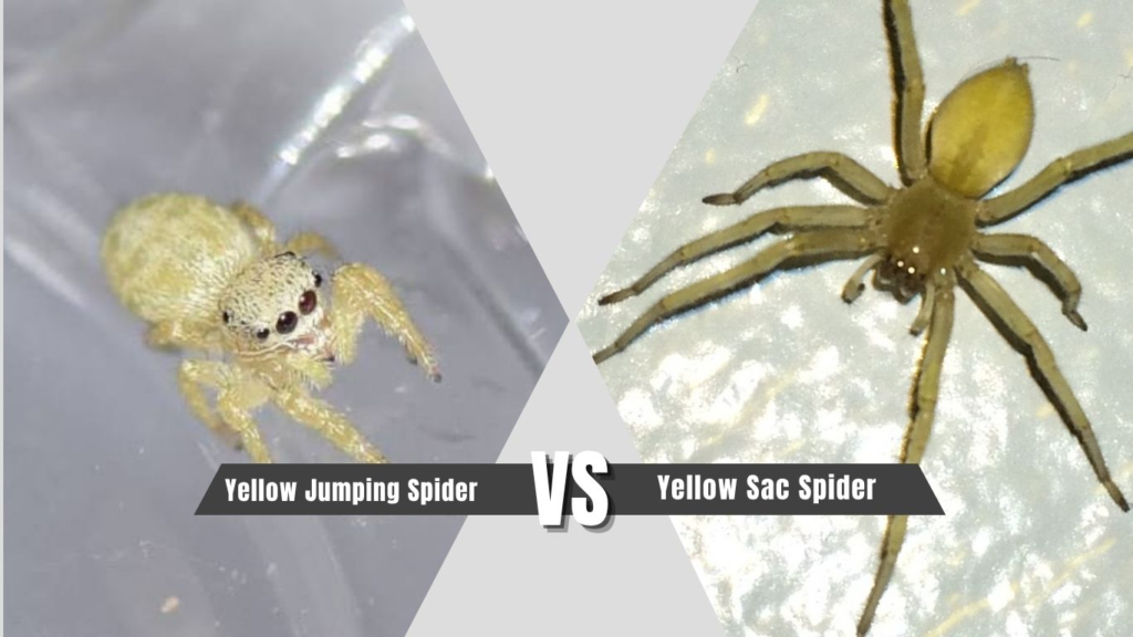 Yellow Jumping Spider vs Yellow Sac Spider