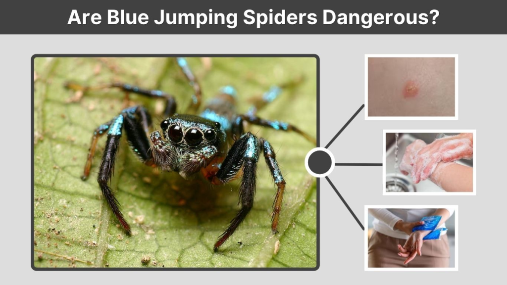 Are Blue Jumping Spiders Dangerous?