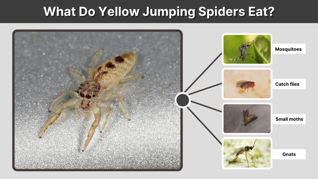 What Do Yellow Jumping Spiders Eat?