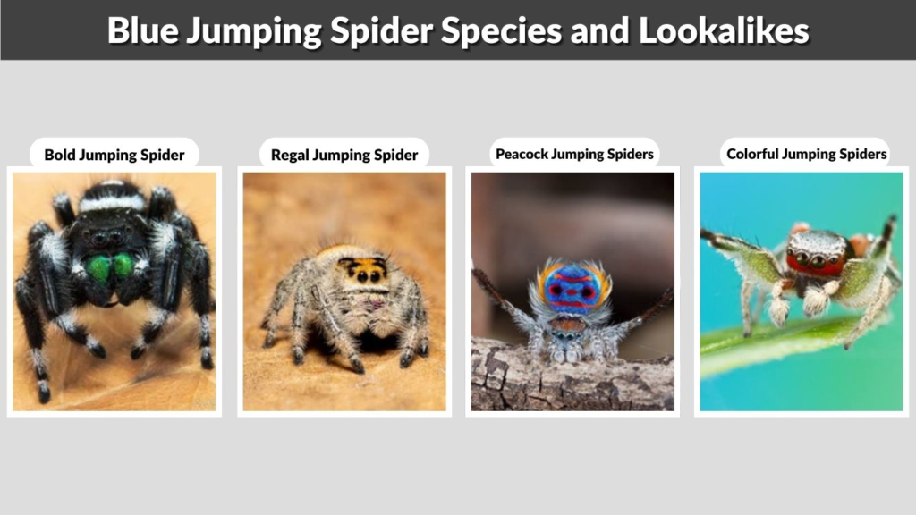 Blue Jumping Spider Species and Lookalikes