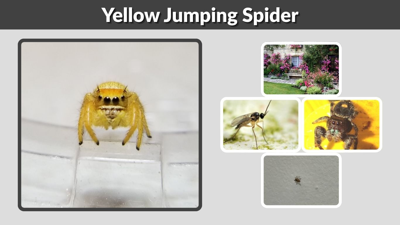 Yellow Jumping Spider: Identification, Safety and Facts