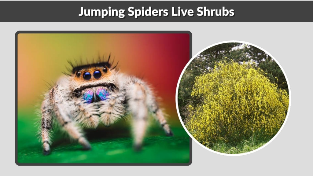 Jumping Spiders Live Shrubs