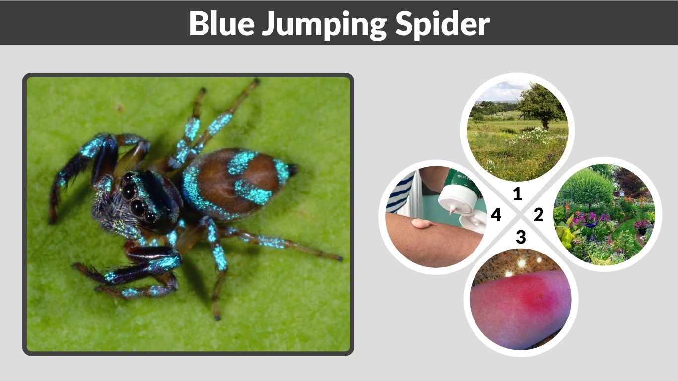 Blue Jumping Spider: Identification, Bite and Pet Facts