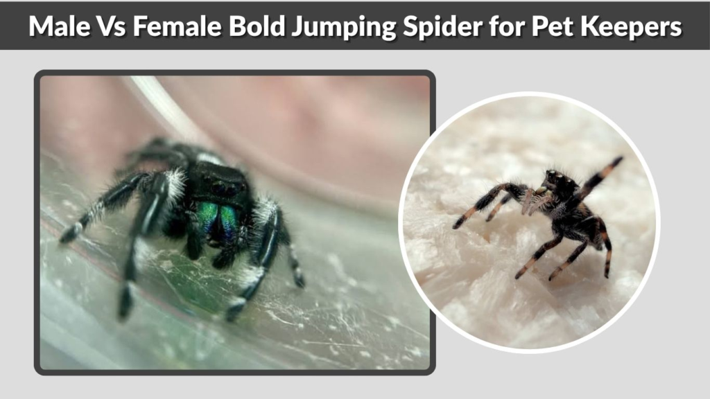 Male Vs Female Bold Jumping Spider for Pet Keepers