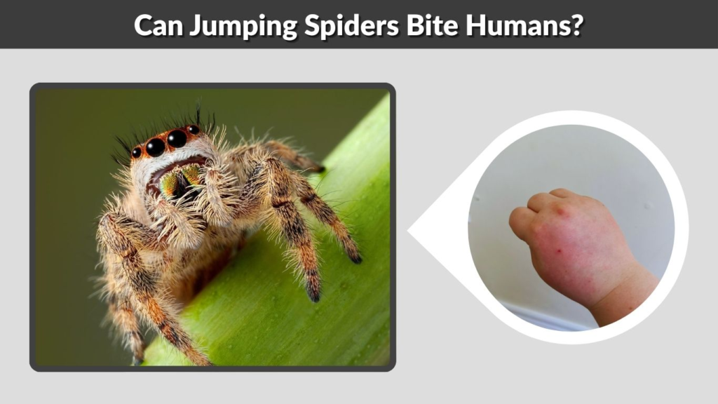 Can Jumping Spiders Bite Humans?