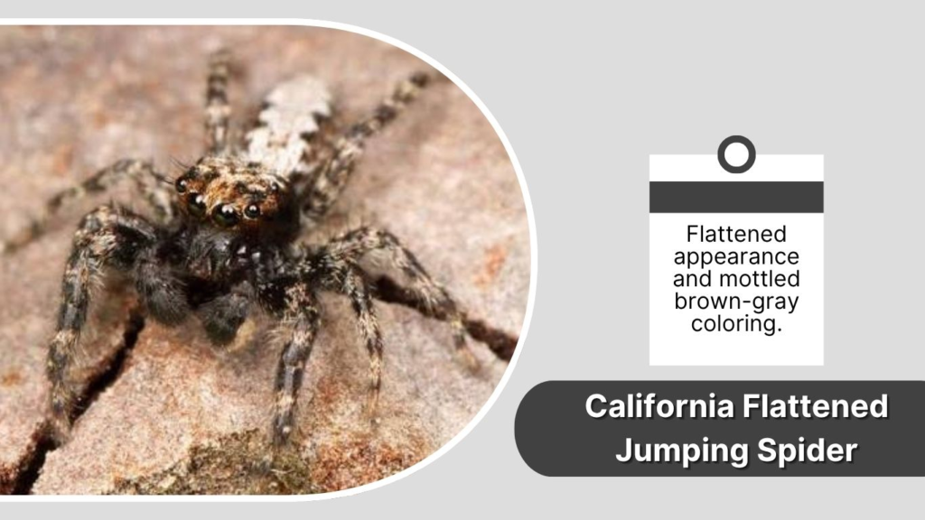 California Flattened Jumping Spider
