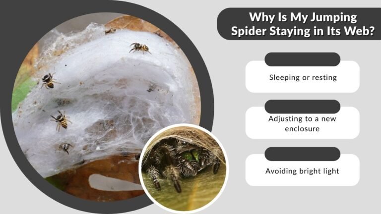 Jumping Spider Web: What It Looks Like and Why They Make It