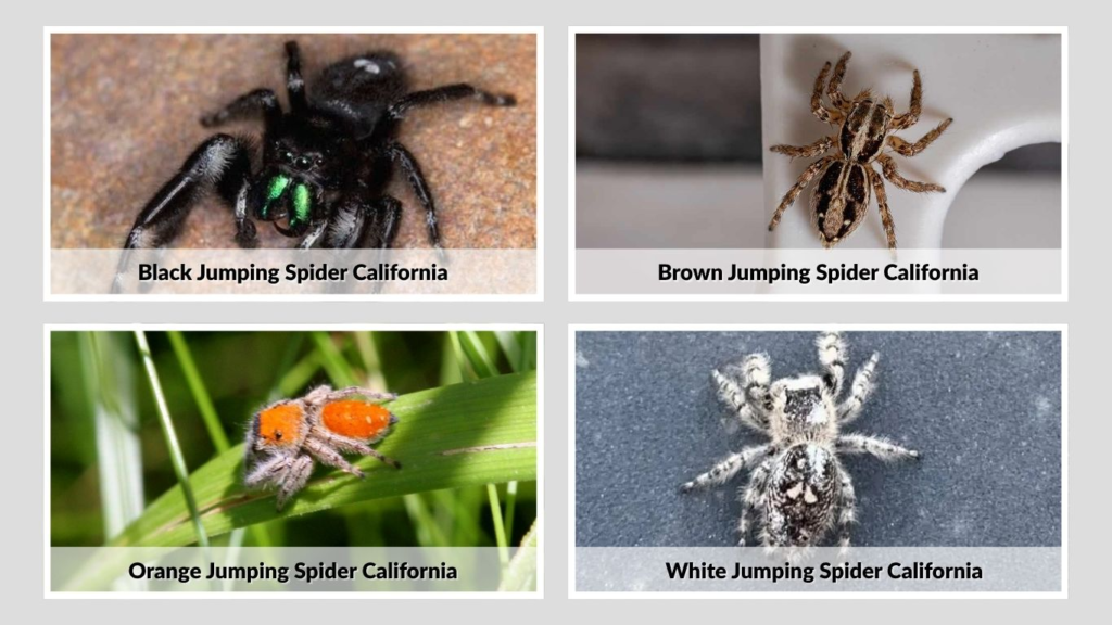 Black, Brown, White, and Orange Jumping Spiders in California