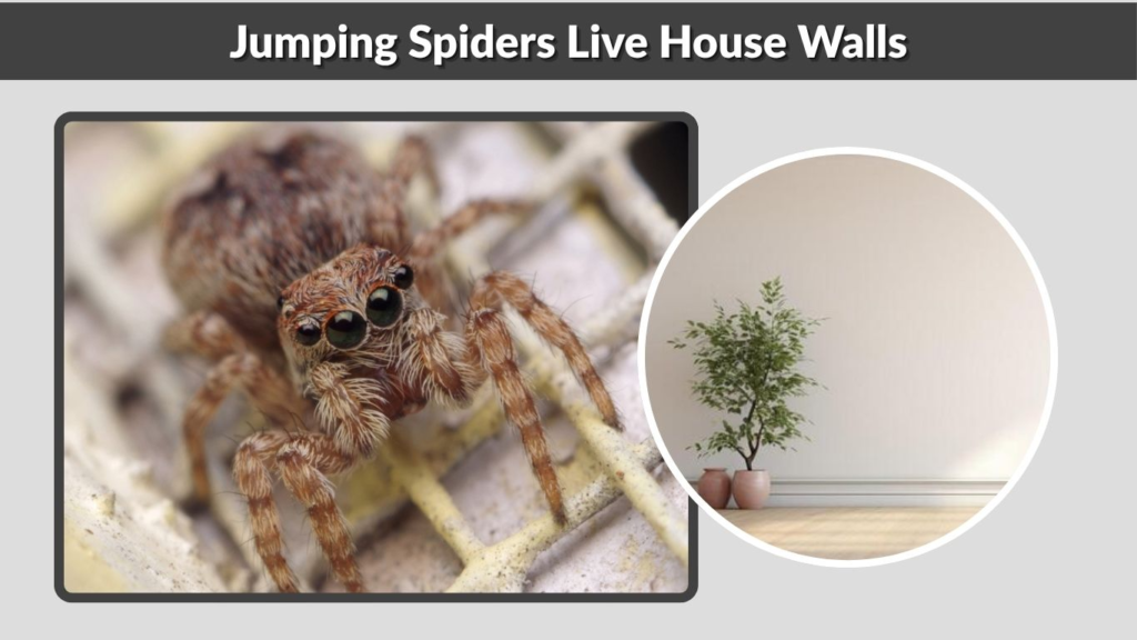 Jumping Spiders Live House Walls