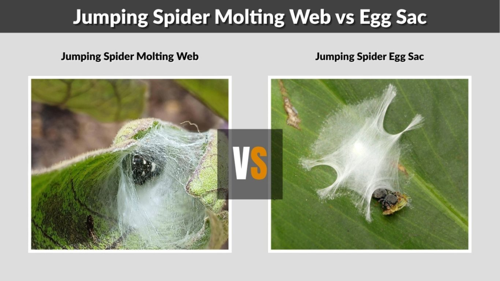 Jumping Spider Molting Web vs Egg Sac