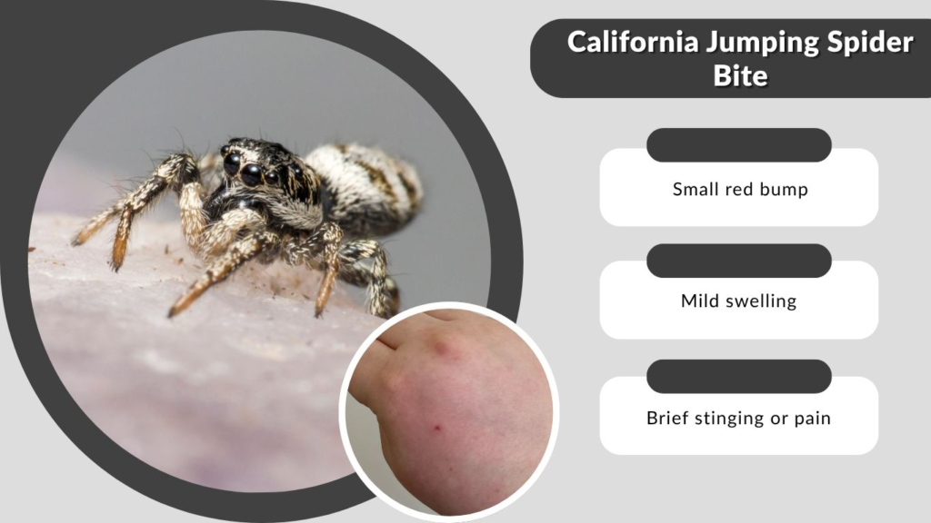 California Jumping Spider Bite