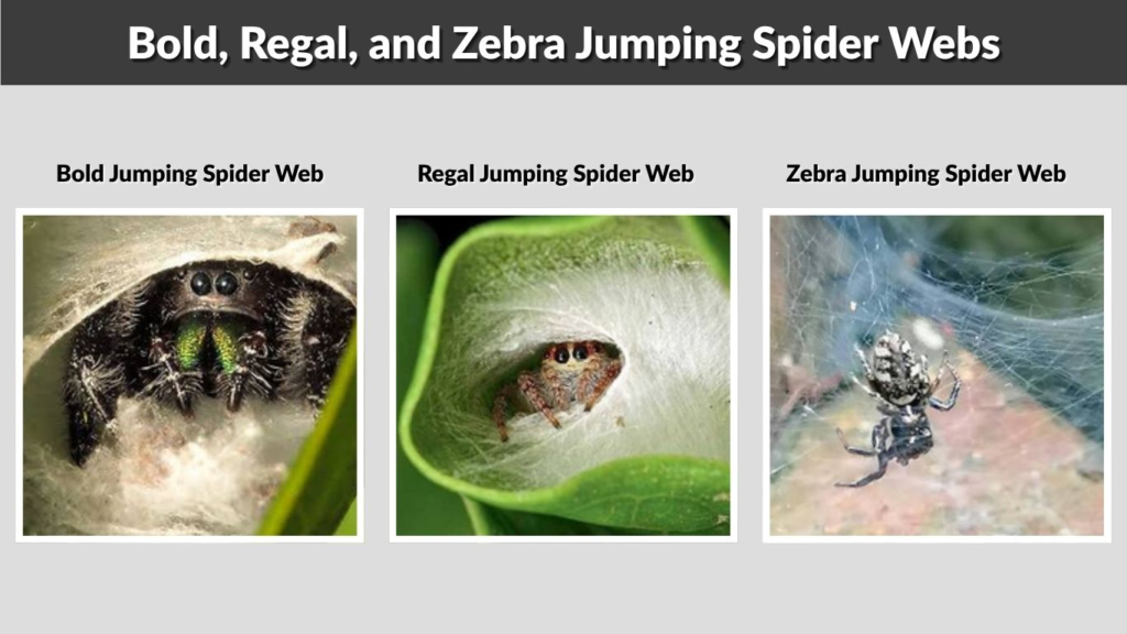 Bold, Regal, and Zebra Jumping Spider Webs