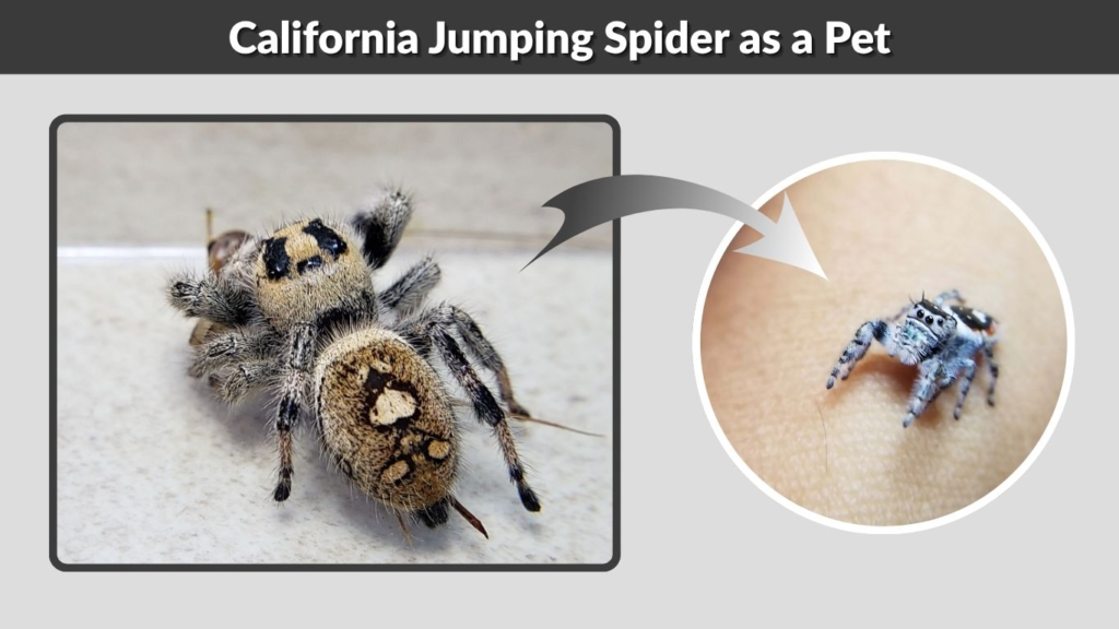 California Jumping Spider as a Pet