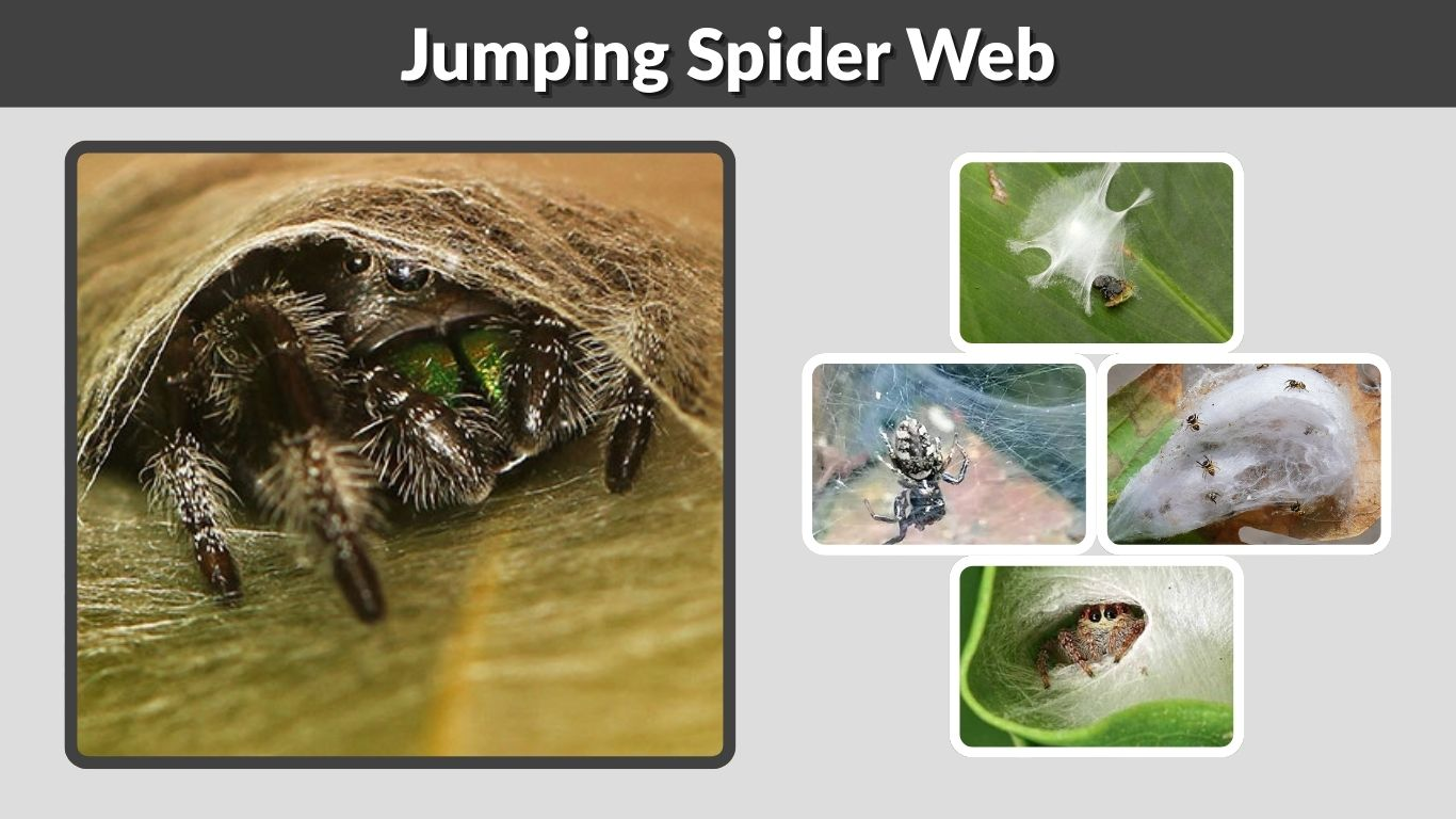 Jumping Spider Web: What It Looks Like and Why They Make It