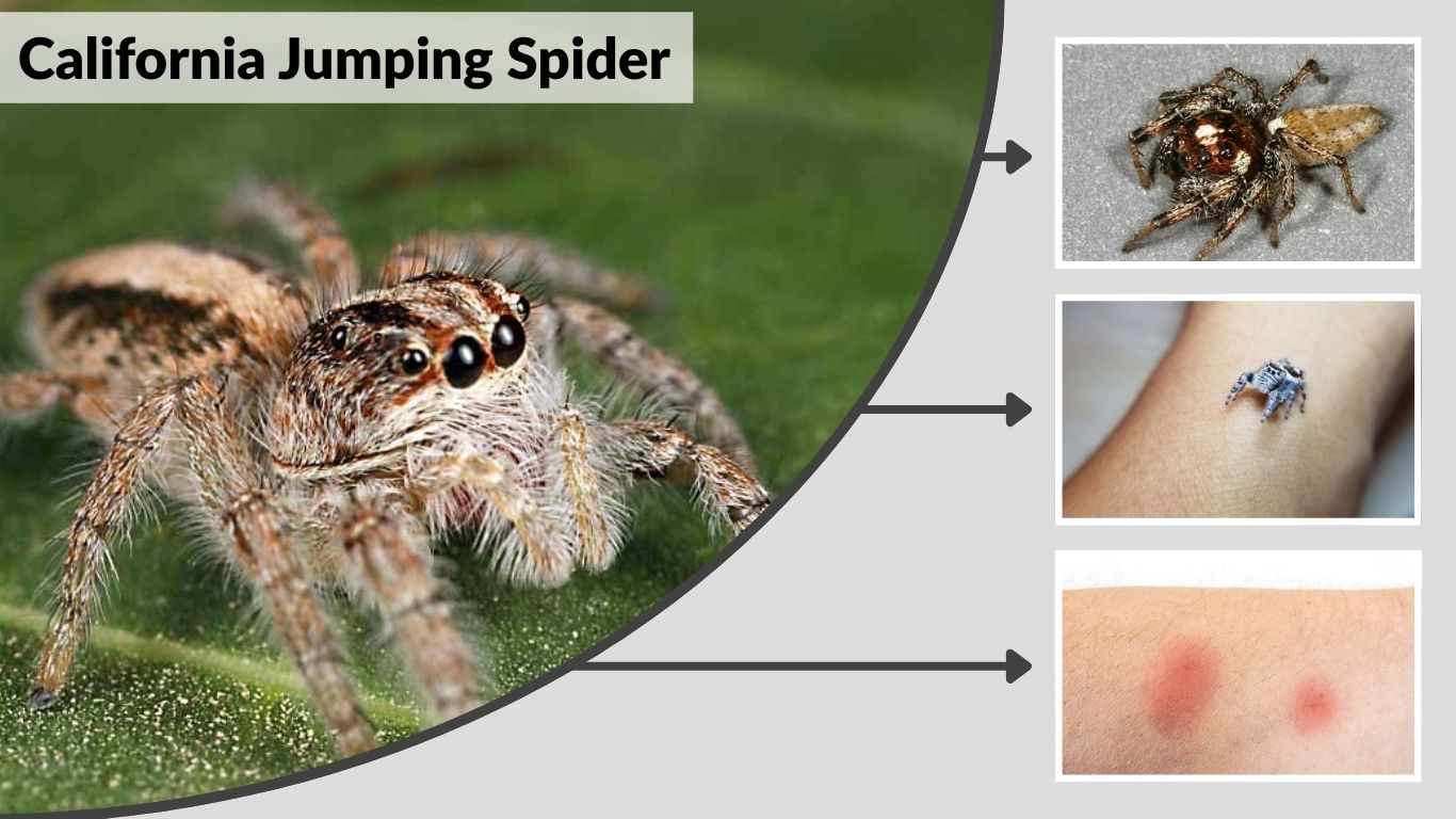 California Jumping Spider: Species, ID, Bite and Facts