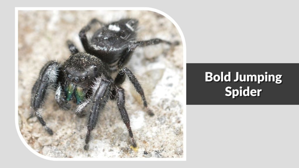 Bold Jumping Spider
