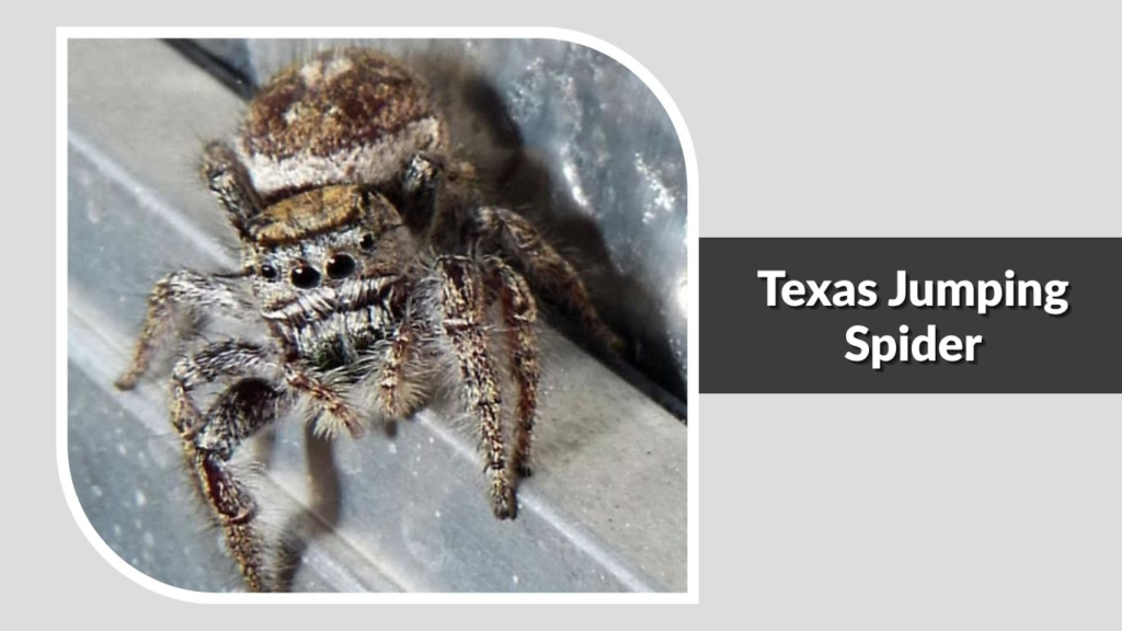 Texas Jumping Spider