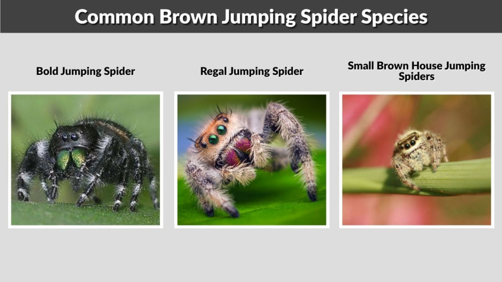 Common Brown Jumping Spider Species