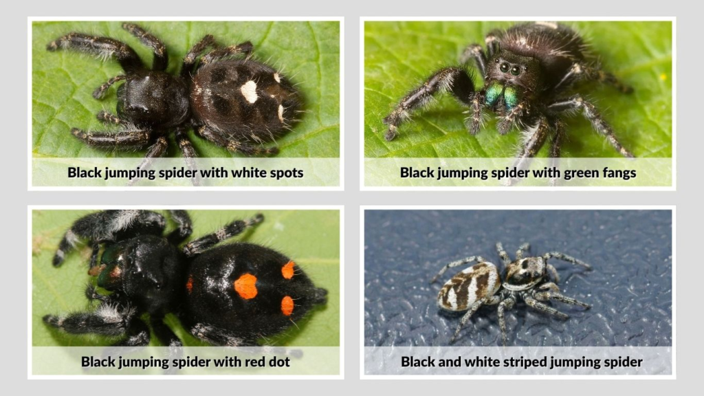 Black and white striped jumping spider