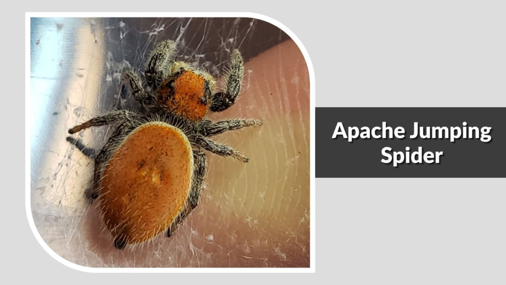 Apache Jumping Spider