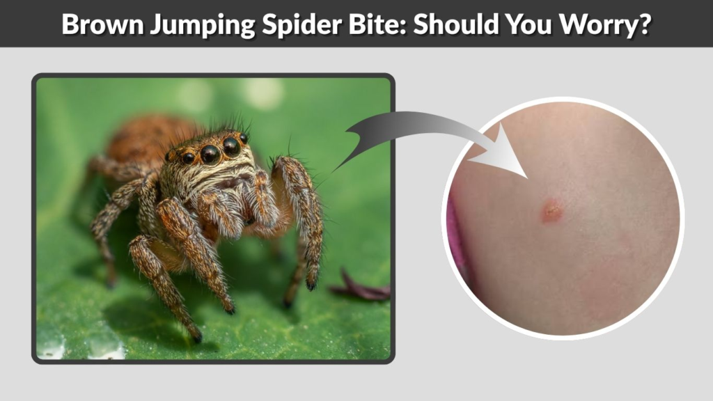 Brown Jumping Spider Bite: Should You Worry?