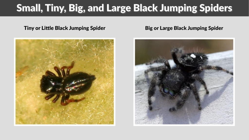 Small, Tiny, Big, and Large Black Jumping Spiders