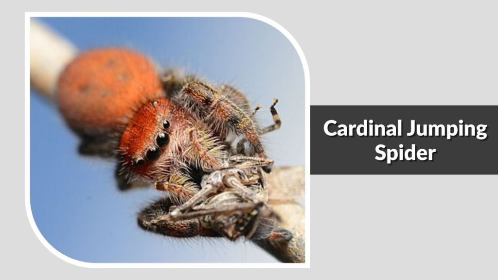 Cardinal Jumping Spider