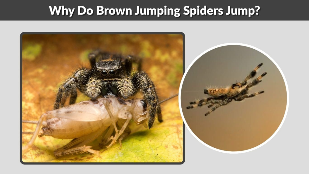 Why Do Brown Jumping Spiders Jump?