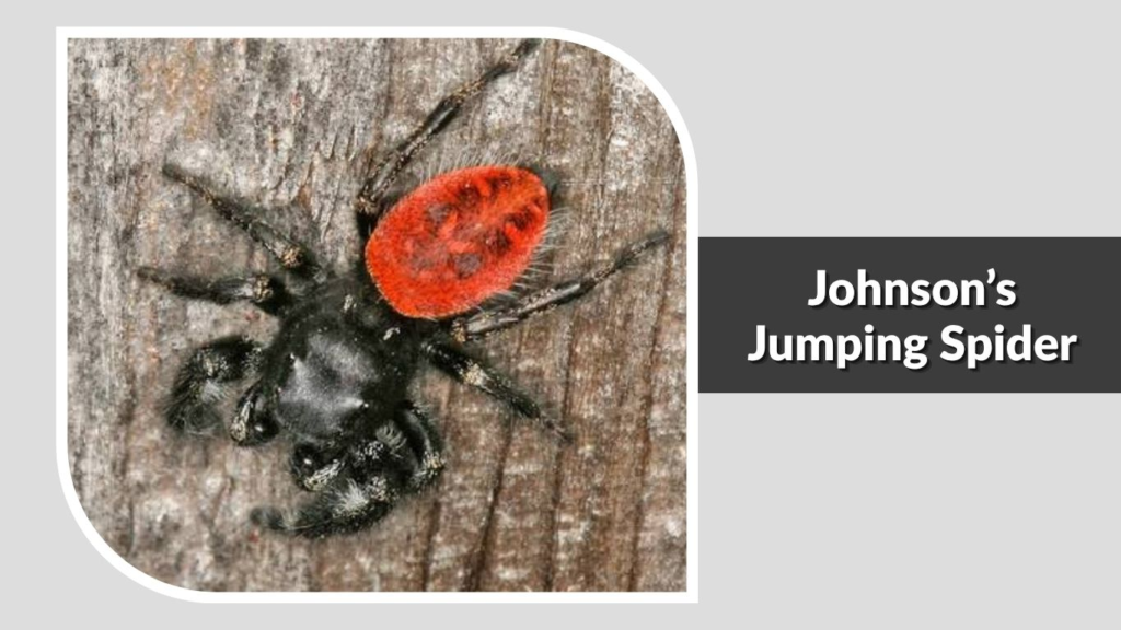 Johnson’s Jumping Spider