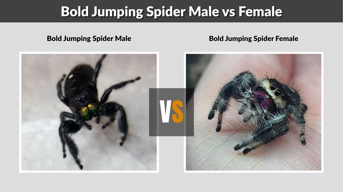Bold Jumping Spider Male vs Female: Key Differences