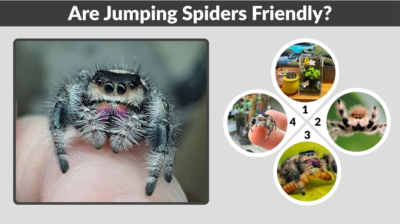 Are Jumping Spiders Friendly? Behavior, Pets, and Humans
