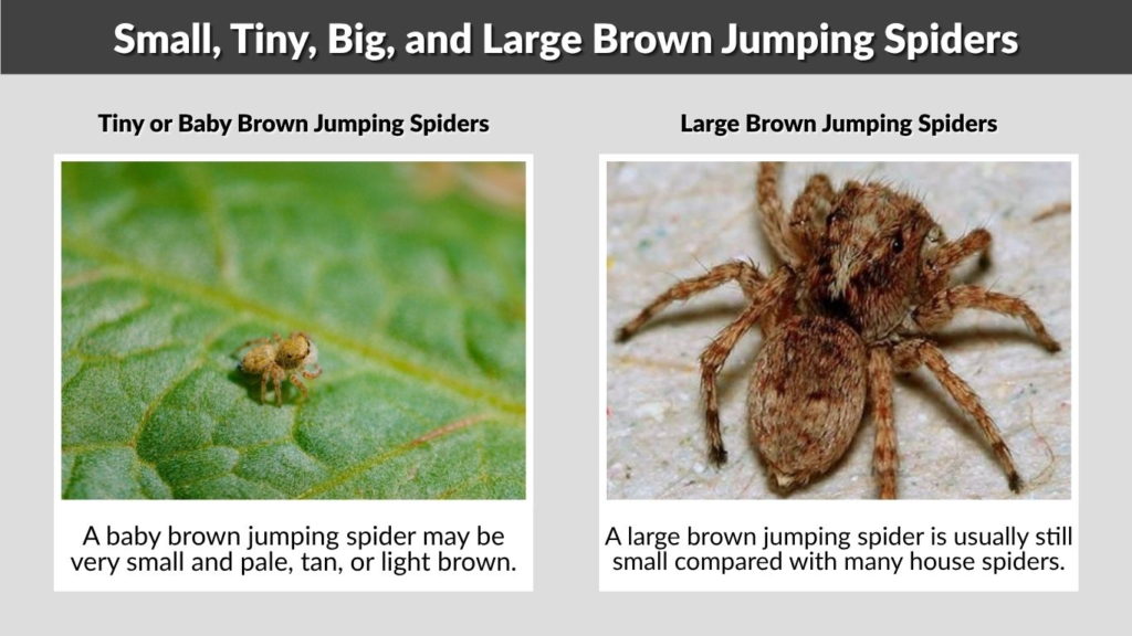 Small, Tiny, Big, and Large Brown Jumping Spiders