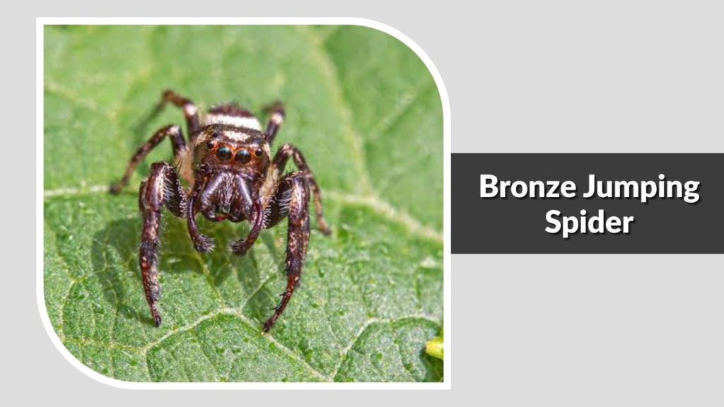 Bronze Jumping Spider