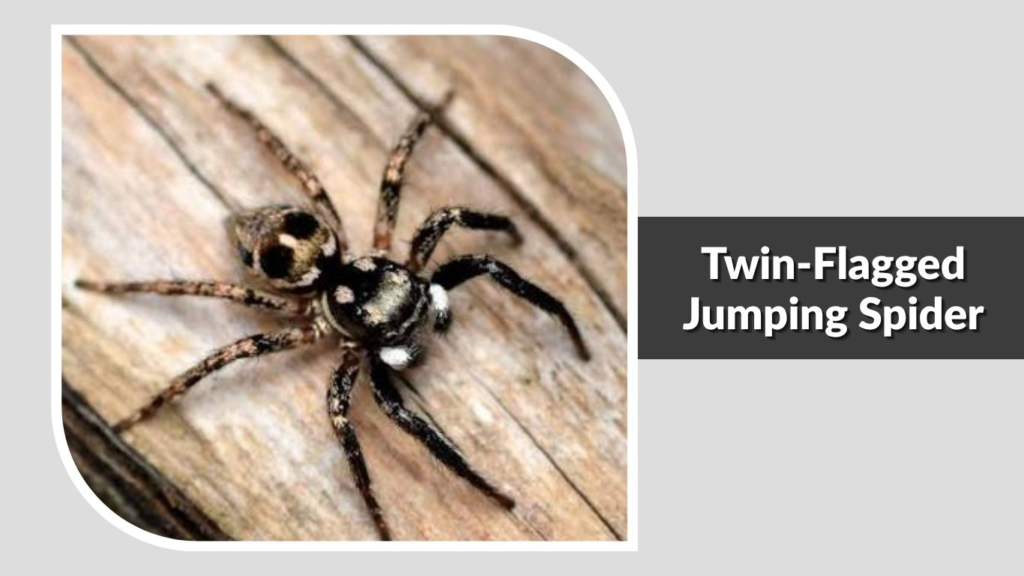Twin-Flagged Jumping Spider
