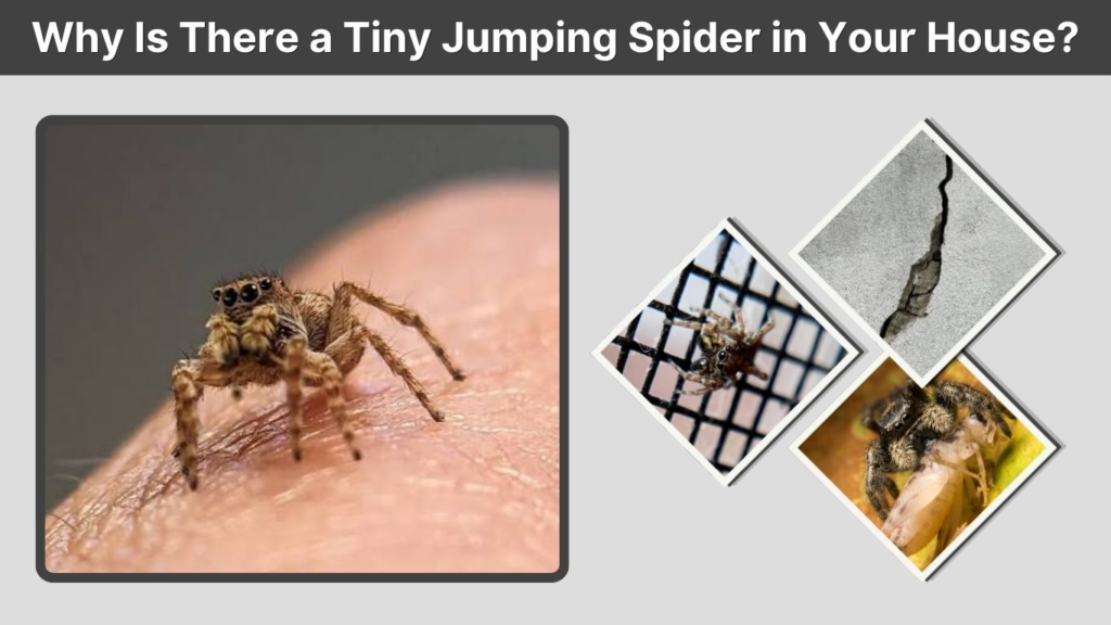 Why Is There a Tiny Jumping Spider in Your House?