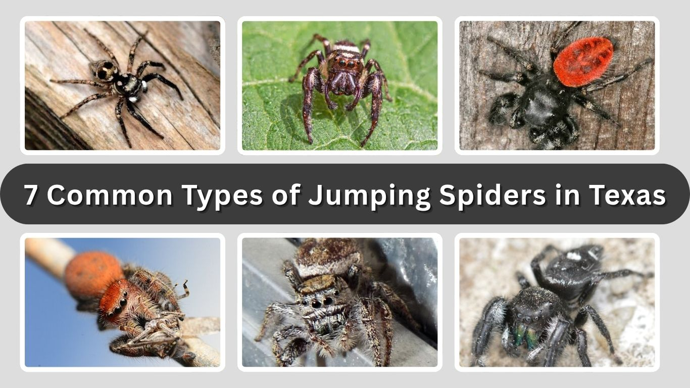 7 Common Types of Jumping Spiders in Texas (ID with Pictures)
