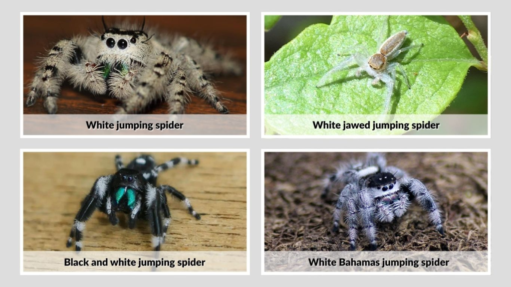 Common White Jumping Spider Types